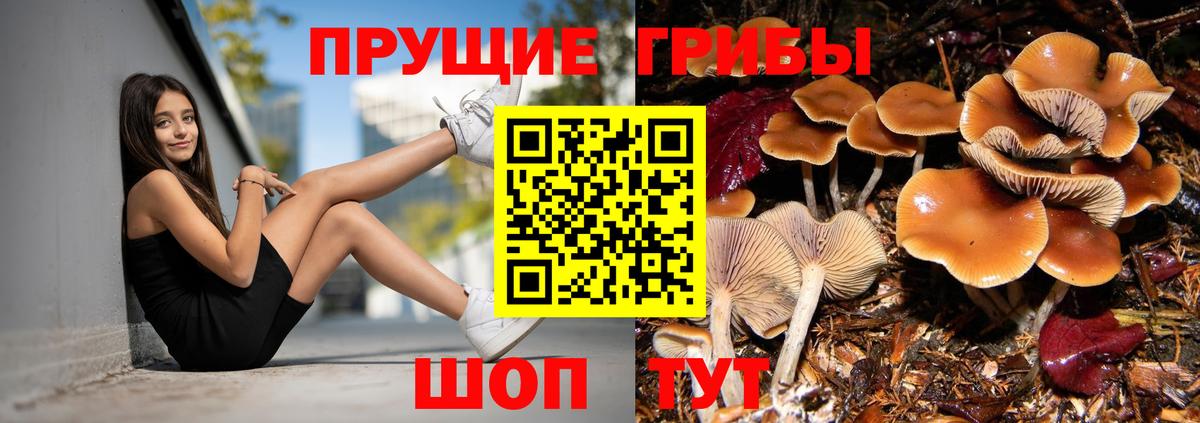 Псилоцибиновые грибы Cubensis Петровск